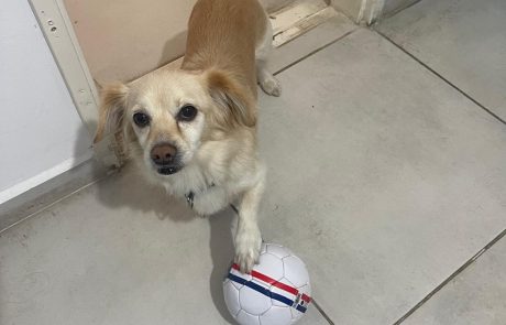 כך תעזרו לכלב שלכם לצלוח את האזעקות בשלום