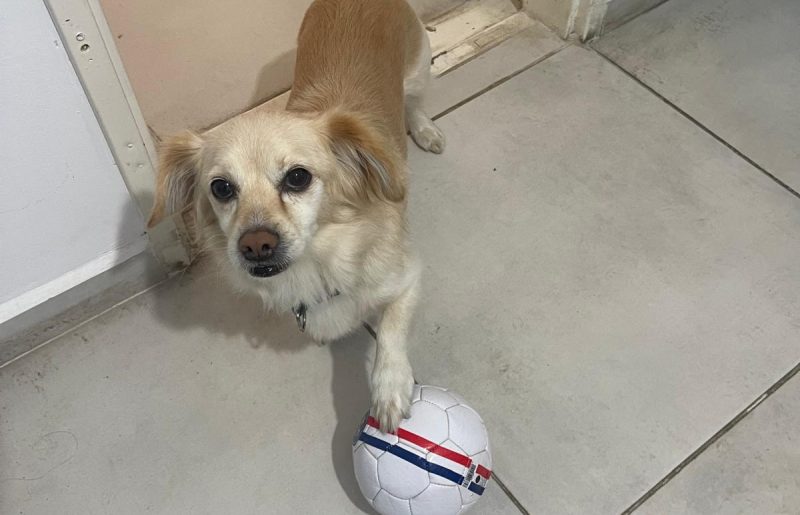 כך תעזרו לכלב שלכם לצלוח את האזעקות בשלום