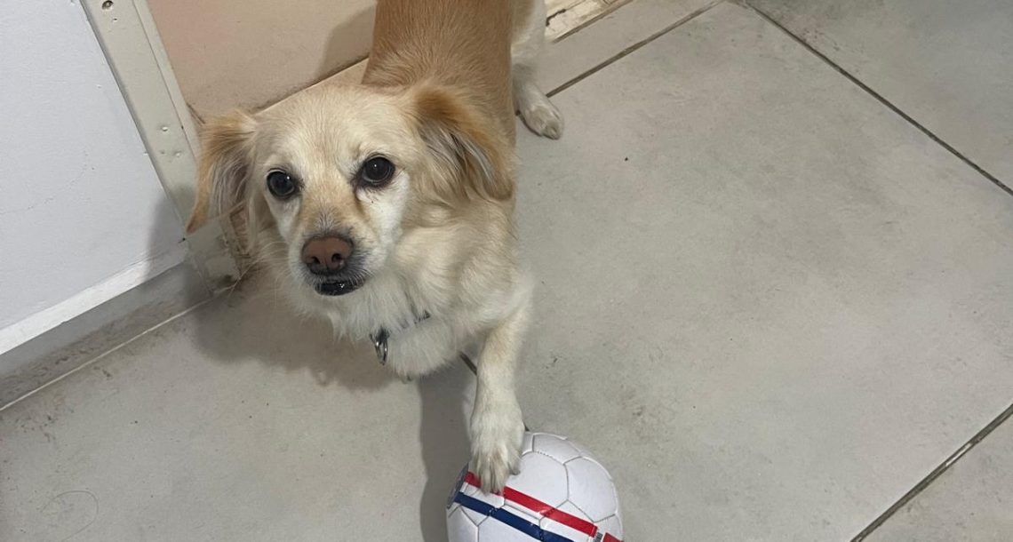 כך תעזרו לכלב שלכם לצלוח את האזעקות בשלום